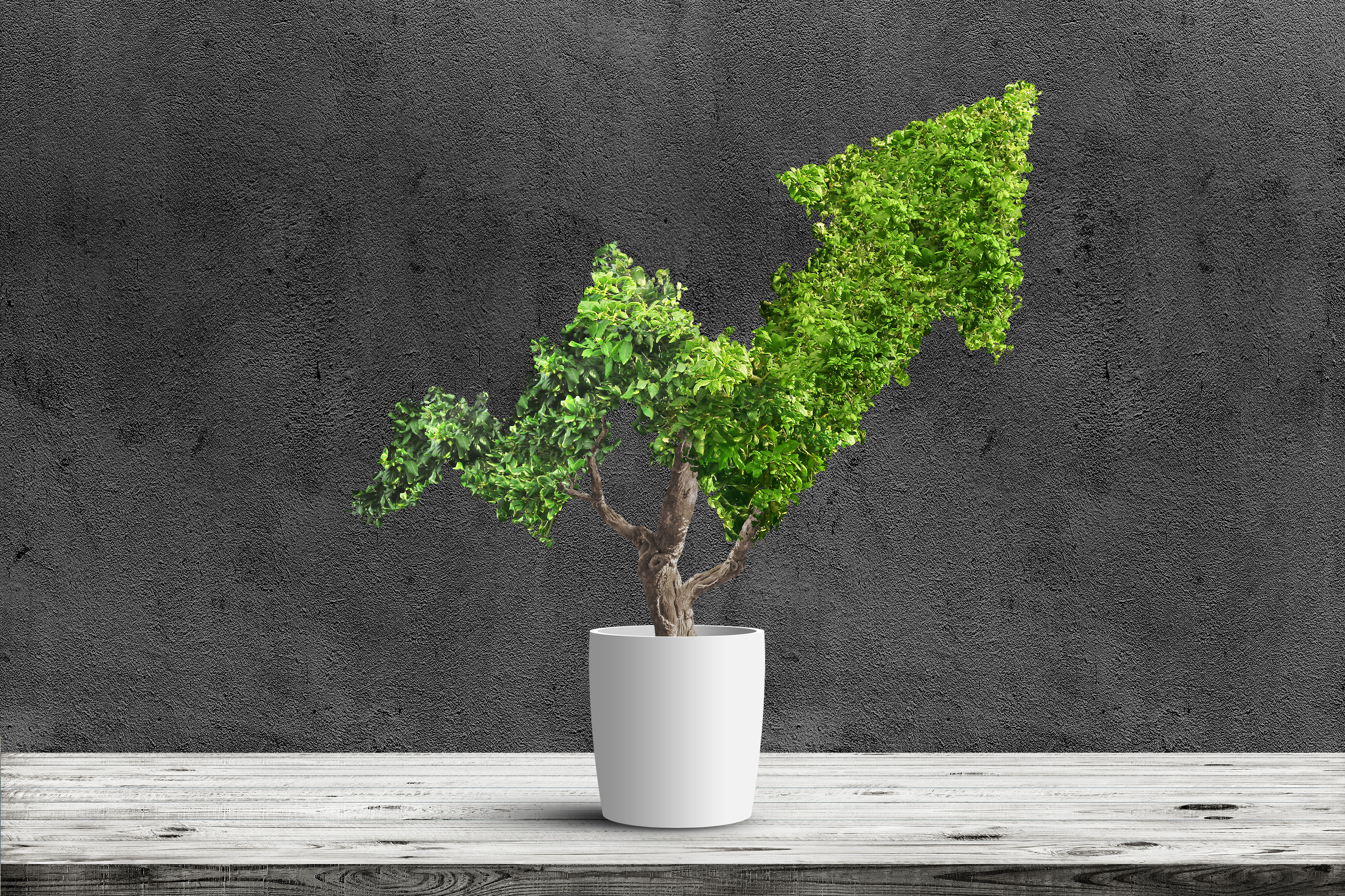 Ein kleiner Baum, dessen Krone die Form eines nach oben zeigenden Pfeils hat, wächst aus einem weißen Blumentopf. Quelle: robert/stock.adobe.com. Ein kleiner Baum, dessen Krone die Form eines nach oben zeigenden Pfeils hat, wächst aus einem weißen Blumentopf. Quelle: robert/stock.adobe.com.